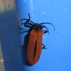 Porrostoma rhipidium (Long-nosed Lycid (Net-winged) beetle) at West Belconnen Pond - 20 Dec 2021 by Christine