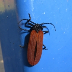 Porrostoma rhipidium (Long-nosed Lycid (Net-winged) beetle) at Dunlop, ACT - 19 Dec 2021 by Christine