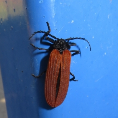 Porrostoma rhipidium (Long-nosed Lycid (Net-winged) beetle) at Dunlop, ACT - 19 Dec 2021 by Christine