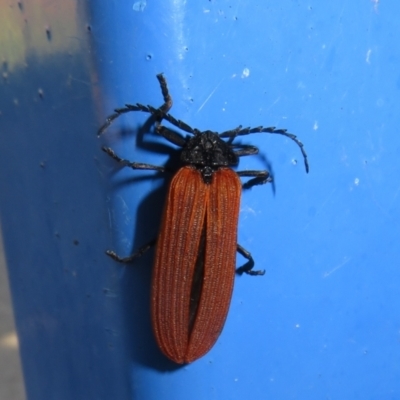 Porrostoma rhipidium (Long-nosed Lycid (Net-winged) beetle) at West Belconnen Pond - 20 Dec 2021 by Christine
