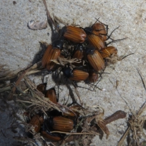 Phyllotocus rufipennis at Dunlop, ACT - 20 Dec 2021