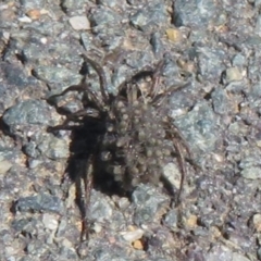 Lycosidae (family) (Wolf spider) at West Belconnen Pond - 20 Dec 2021 by Christine