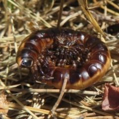 Diplopoda (class) (Unidentified millipede) at Dunlop, ACT - 20 Dec 2021 by Christine