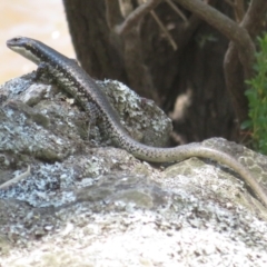 Eulamprus heatwolei (Yellow-bellied Water Skink) at Kowen, ACT - 21 Dec 2021 by Christine