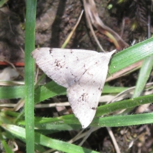 Dichromodes estigmaria at Kowen, ACT - 21 Dec 2021