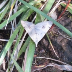 Dichromodes estigmaria at Kowen, ACT - 21 Dec 2021