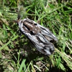 Endoxyla lituratus (A Wattle Goat Moth) at Holder, ACT - 21 Dec 2021 by Miranda