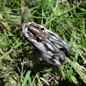 Endoxyla lituratus at Holder, ACT - 22 Dec 2021