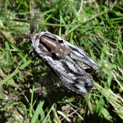 Endoxyla lituratus (A Wattle Goat Moth) at Holder, ACT - 22 Dec 2021 by Miranda