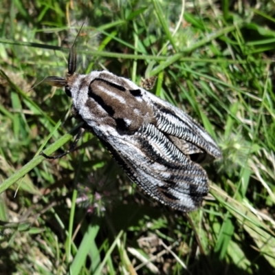 Endoxyla lituratus (A Wattle Goat Moth) at Holder, ACT - 21 Dec 2021 by Miranda