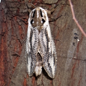 Endoxyla lituratus at Holder, ACT - 22 Dec 2021