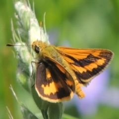 Ocybadistes walkeri (Green Grass-dart) at Pollinator-friendly garden Conder - 29 Nov 2021 by michaelb