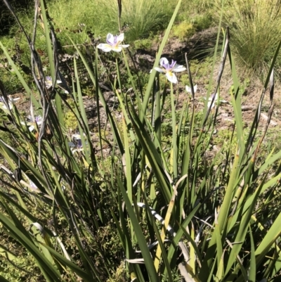 Iris sp. (An Iris) at Acton, ACT - 21 Dec 2021 by Dora