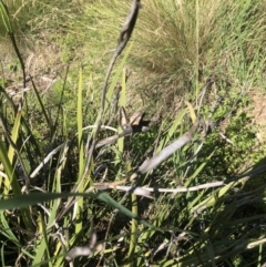 Iris sp. at Acton, ACT - 22 Dec 2021