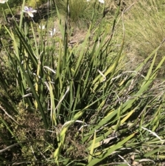 Iris sp. at Acton, ACT - 22 Dec 2021