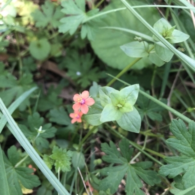 Lysimachia arvensis (Scarlet Pimpernel) at Australian National University - 22 Dec 2021 by Dora