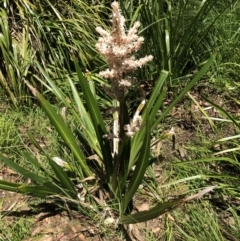 Cordyline sp. (Cordyline) at Acton, ACT - 22 Dec 2021 by Dora