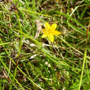 Hypoxis hygrometrica at Hawker, ACT - 21 Dec 2021