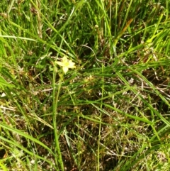 Hypoxis hygrometrica at Hawker, ACT - 21 Dec 2021