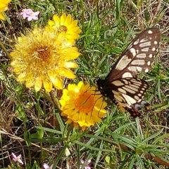 Papilio anactus (Dainty Swallowtail) at The Pinnacle - 17 Dec 2021 by sangio7