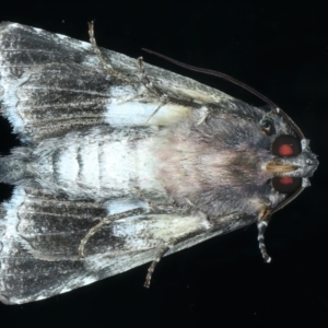 Aedia leucomelas acronyctoides at Ainslie, ACT - 21 Dec 2021