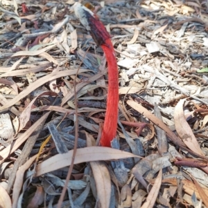 Phallus rubicundus at Holt, ACT - 22 Dec 2021