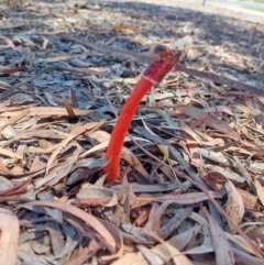 Phallus rubicundus at Holt, ACT - 22 Dec 2021