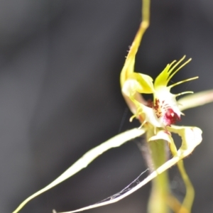 Caladenia atrovespa at Kowen, ACT - suppressed