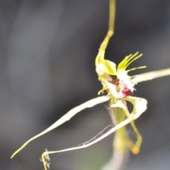 Caladenia atrovespa at Kowen, ACT - suppressed