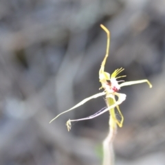 Caladenia atrovespa at Kowen, ACT - suppressed