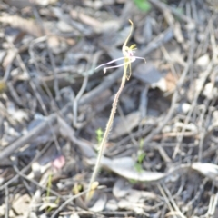 Caladenia atrovespa at Kowen, ACT - suppressed