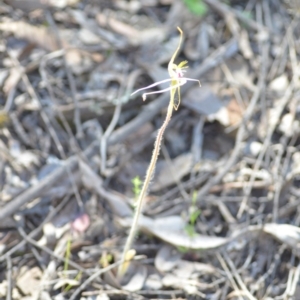 Caladenia atrovespa at Kowen, ACT - suppressed