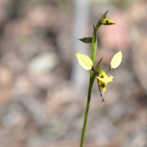 Diuris sulphurea at Kowen, ACT - 29 Oct 2021