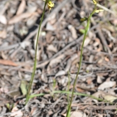 Diuris sulphurea at Kowen, ACT - 29 Oct 2021