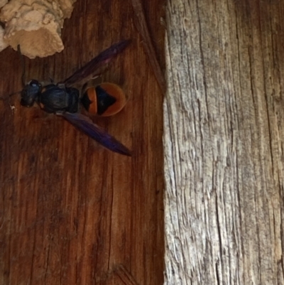 Paralastor sp. (genus) (Potter Wasp) at Theodore, ACT - 22 Dec 2021 by Cardy