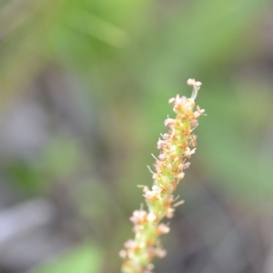 Plantago varia at Kowen, ACT - 29 Oct 2021 01:42 PM