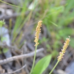 Plantago varia at Kowen, ACT - 29 Oct 2021 01:42 PM