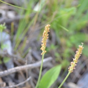 Plantago varia at Kowen, ACT - 29 Oct 2021 01:42 PM