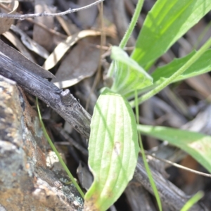 Plantago varia at Kowen, ACT - 29 Oct 2021 01:42 PM