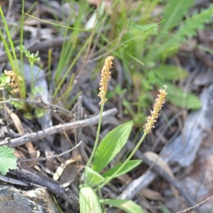 Plantago varia at Kowen, ACT - 29 Oct 2021 01:42 PM