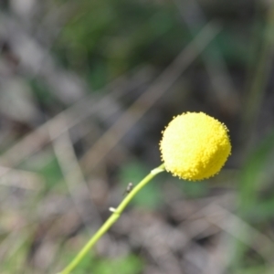 Craspedia variabilis at Kowen, ACT - 29 Oct 2021