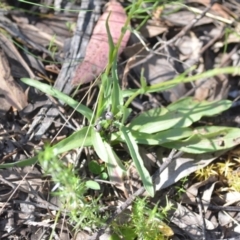 Craspedia variabilis at Kowen, ACT - suppressed