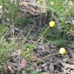 Craspedia variabilis at Kowen, ACT - 29 Oct 2021