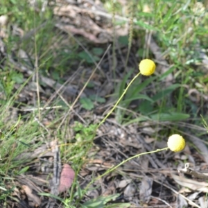 Craspedia variabilis at Kowen, ACT - suppressed