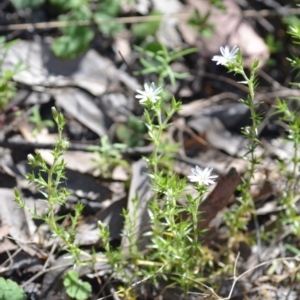 Stellaria pungens at Kowen, ACT - 29 Oct 2021 01:44 PM