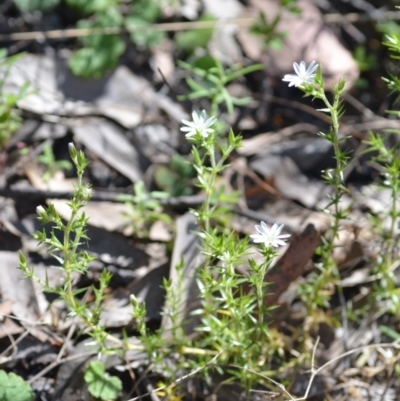 Stellaria pungens (Prickly Starwort) at Kowen, ACT - 29 Oct 2021 by natureguy