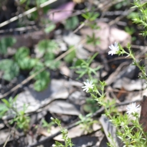 Stellaria pungens at Kowen, ACT - 29 Oct 2021 01:44 PM