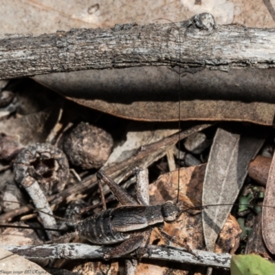 Eurepa marginipennis (Mottled bush cricket) at Bruce, ACT - 21 Dec 2021 by Roger