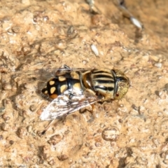 Eristalinus punctulatus (Golden Native Drone Fly) at Coree, ACT - 22 Dec 2021 by Roger