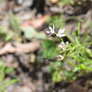 Wurmbea dioica subsp. dioica at Kowen, ACT - 29 Oct 2021